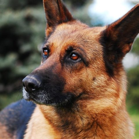 10 Reasons to Own a German Shepherd