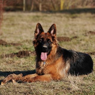 are german shepherd hypoallergenic