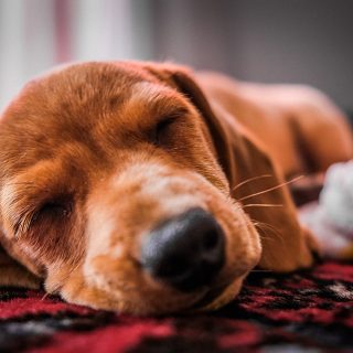 do german shepherd puppies sleep a lot
