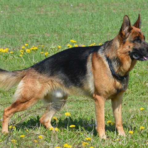 Do German Shepherds Have Sensitive Stomachs?