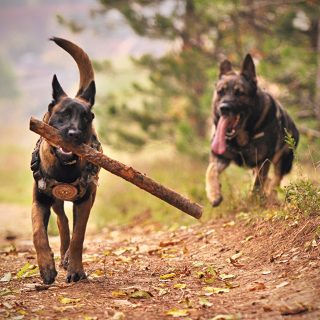 do german shepherds have separation anxiety