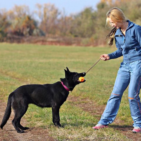 German Shepherd Training Commands – 5 Must-Teach Commands