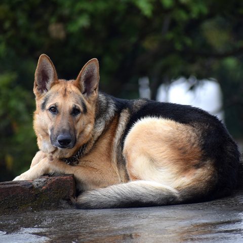 How Do I Know If My German Shepherd Is Constipated?