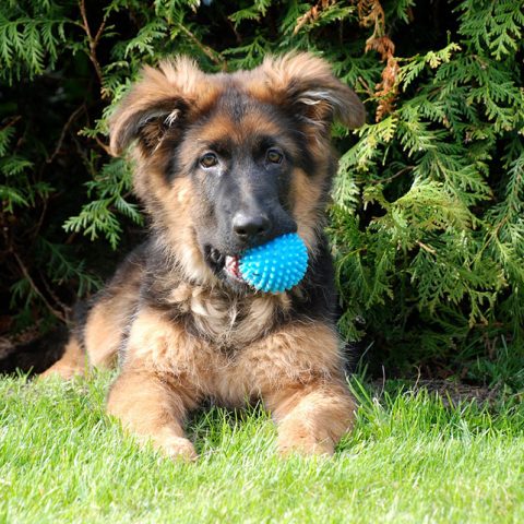 How Much Exercise Does A German Shepherd Puppy Need?