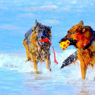 how much exercise should a german shepherd get