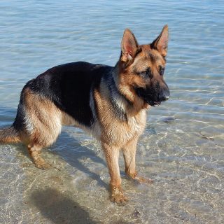 how much should a german shepherd weight