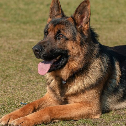 How To Improve German Shepherd Coat? (6 Effective Ways!)