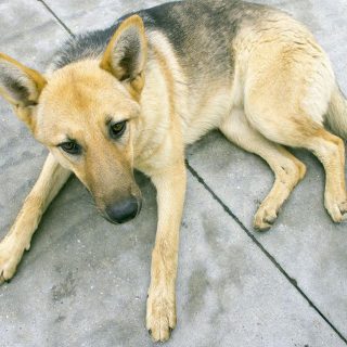 how to stop a german shepherd puppy from biting