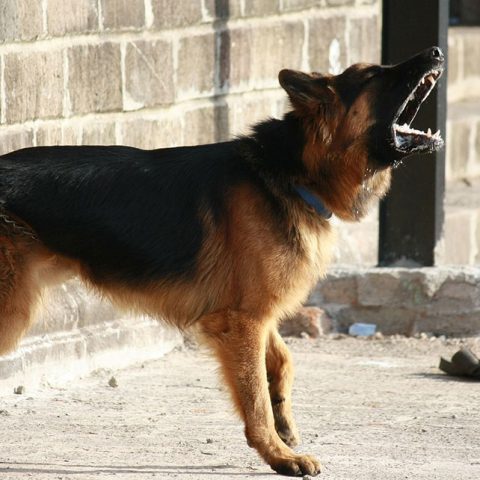 How To Stop German Shepherd From Barking