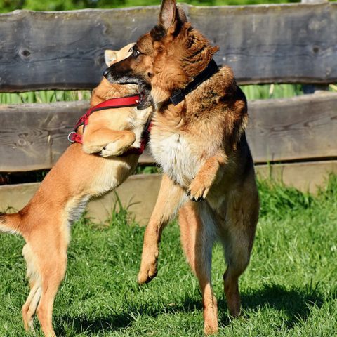 How To Train Your German Shepherd To Heel?