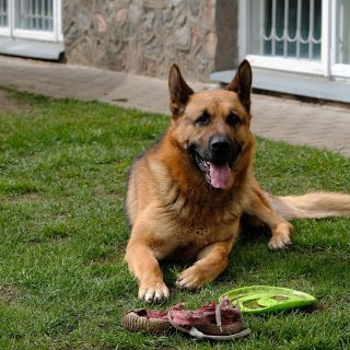 when do german shepherds stop growing