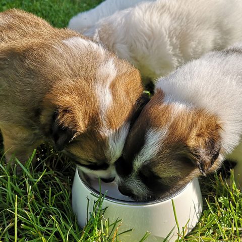 Can German Shepherds drink milk?