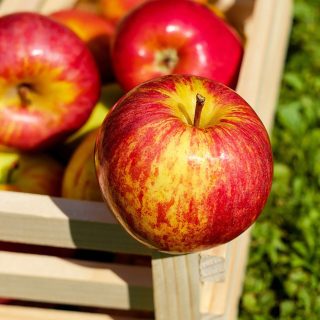 can german shepherds eat apples