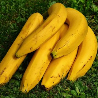 can german shepherds eat bananas