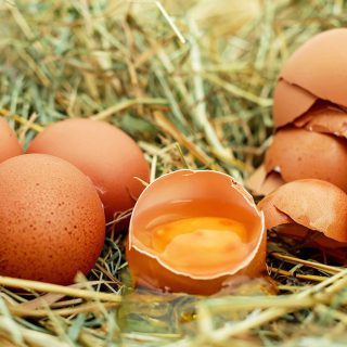 can german shepherds eat eggs