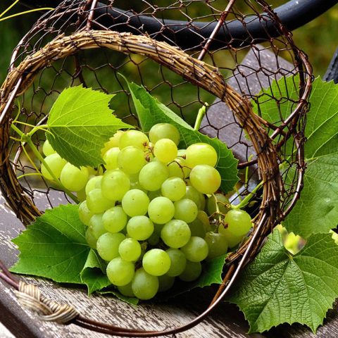 Can German Shepherds Eat Grapes?