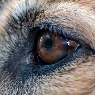 german shepherd eye problems