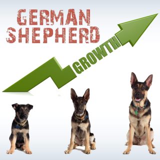 german shepherd growth chart