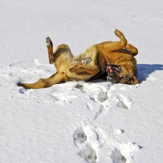 german shepherd itching like crazy