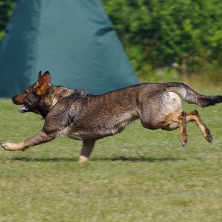 how fast can a german shepherd run