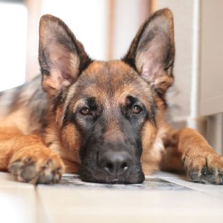 how long do german shepherd live for