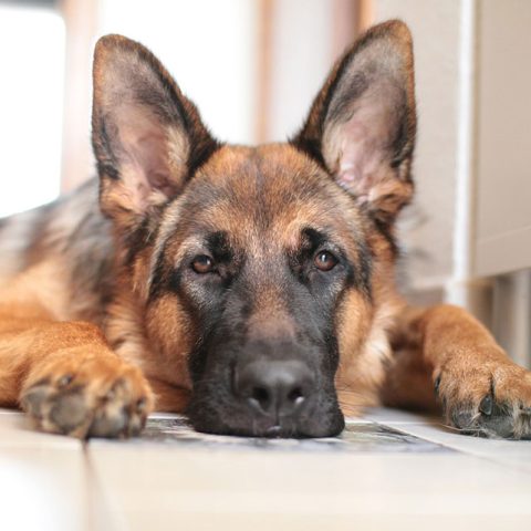 How Long Do German Shepherd Live For?