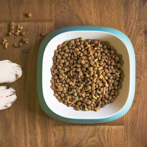 How Much Should You Feed A German Shepherd?