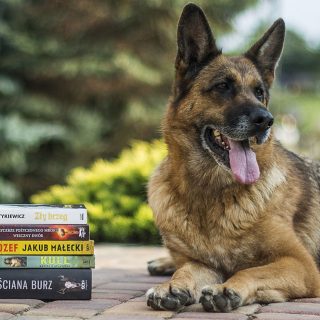 mental exercises for german shepherd