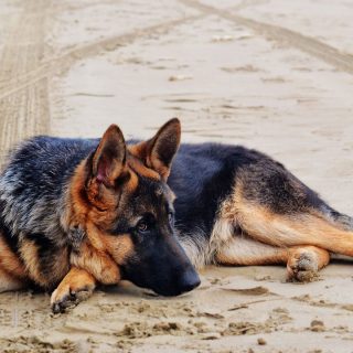 german shepherd sickness and symptoms