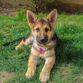 what age do german shepherd puppies ears stand up