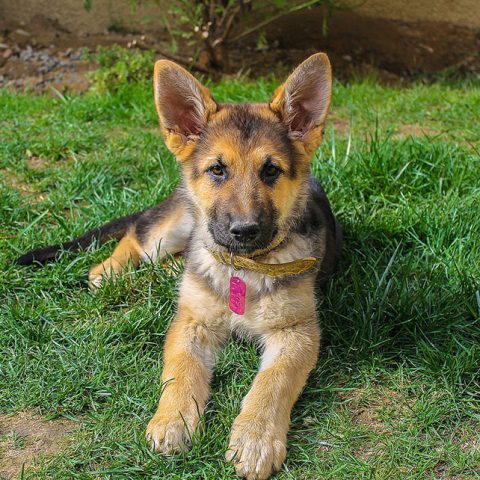 What Age Do German Shepherd Puppies Ears Stand Up?