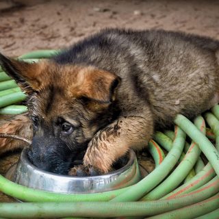 what can german shepherds not eat