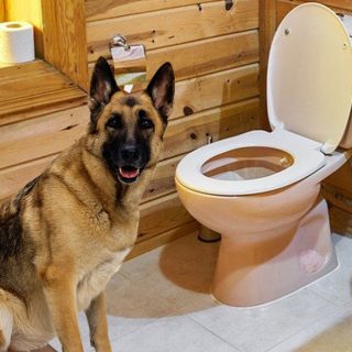 are german shepherds easy to potty train