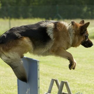 are german shepherds easy to train