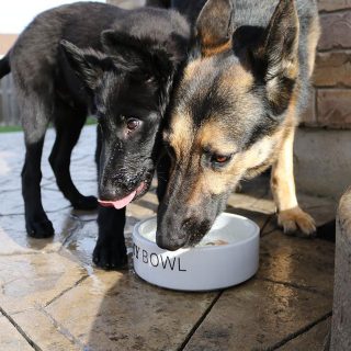 best dog food for german shepherds
