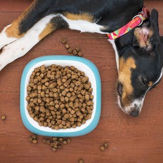 best dry food for german shepherds
