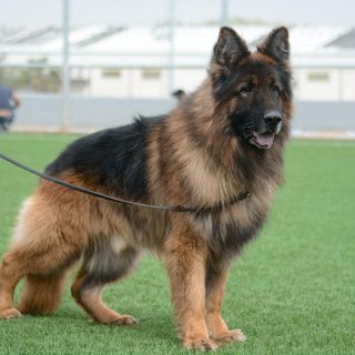 german shepherd care