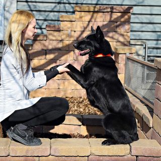 german shepherd obedience training tips