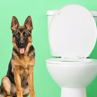 how to potty train a german shepherd puppy