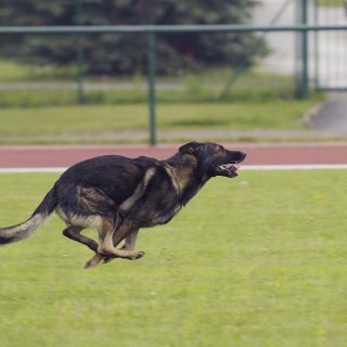 how to train a german shepherd to attack on command