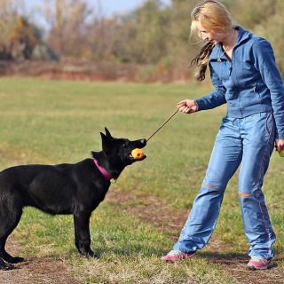 how to train german shepherd not to pull on leash