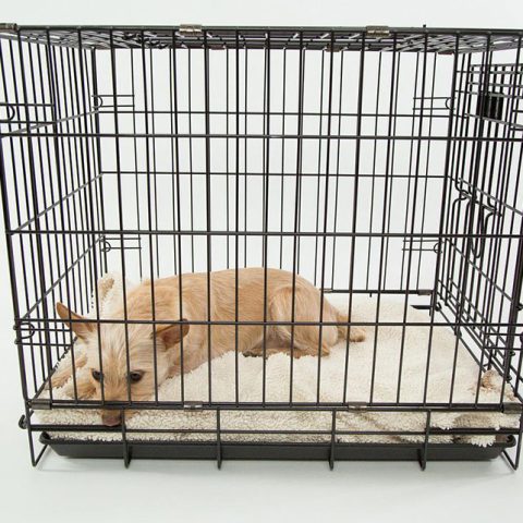 Is it Good to Start Crate Training a German Shepherd Puppy?