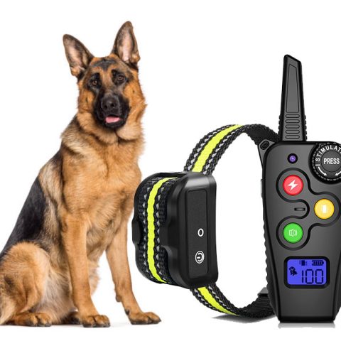 When Is A Dog Old Enough For A Shock Collar?