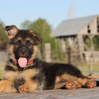 6 month old german shepherd behavior
