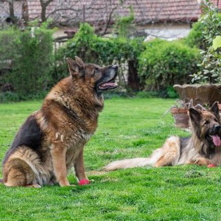 are german shepherds good guard dogs