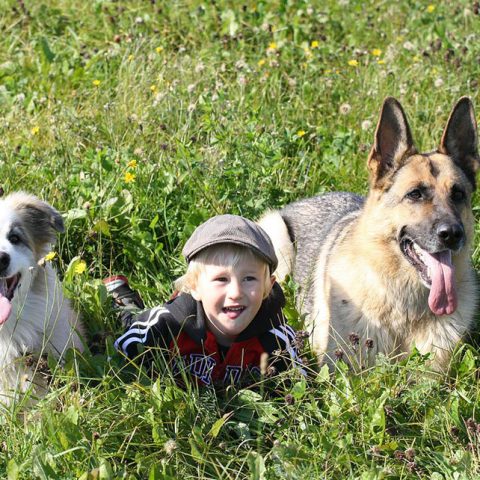 Are German Shepherds Good With Kids?