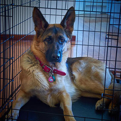 how to train a german shepherd puppy