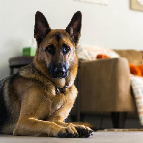 Do German Shepherds Need Haircuts?