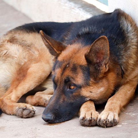 Do German Shepherds Smell Bad?