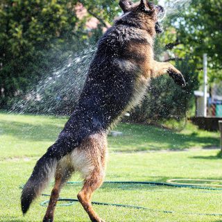 german shepherd bathing tips